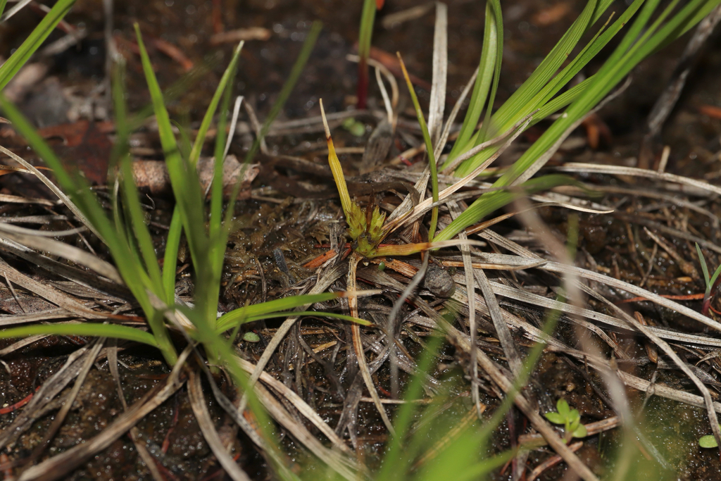 Carex tonsa; photograph (c) Dustin Snider, some rights reserved (CC BY)