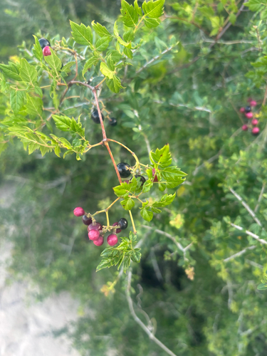 peppervine