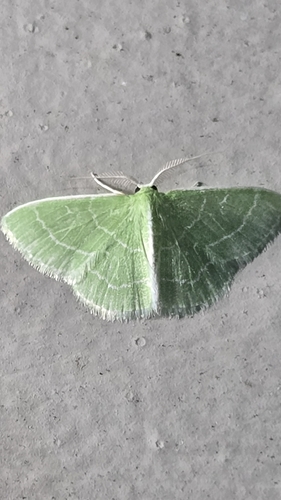 Wavy-lined Emerald