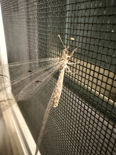 Euptilon ornatum