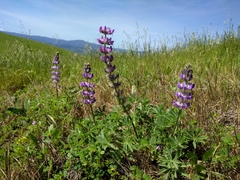 Lupinus microcarpus
