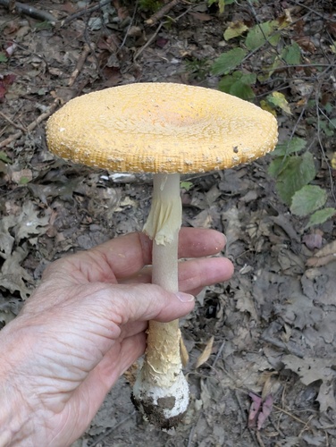 American Yellow Fly Agaric