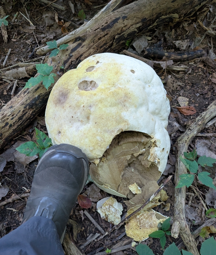 giant puffball · September 2026 · photo: Photo: (c) Alan Prather, some rights reserved (CC BY) · iNaturalist