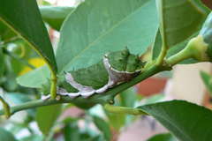 Papilio aegeus aegeus