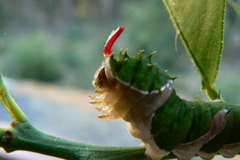 Papilio aegeus aegeus