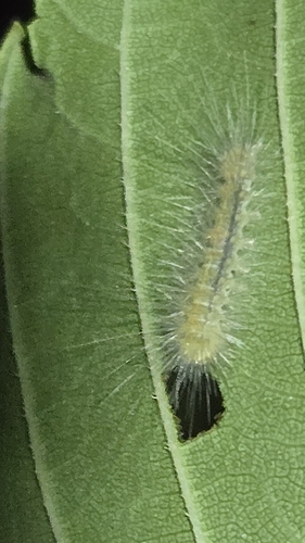 Virginian Tiger Moth
