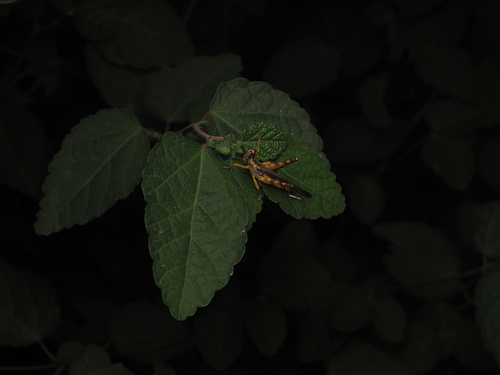 China mantispoides