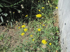 Reichardia picroides