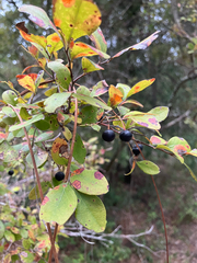 Vaccinium arboreum, photograph author not stated, no rights reserved