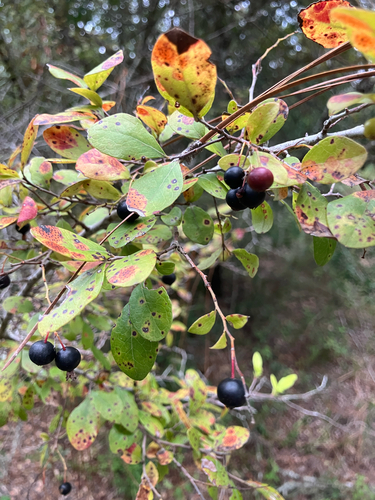 Vaccinium arboreum