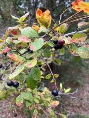 Vaccinium arboreum