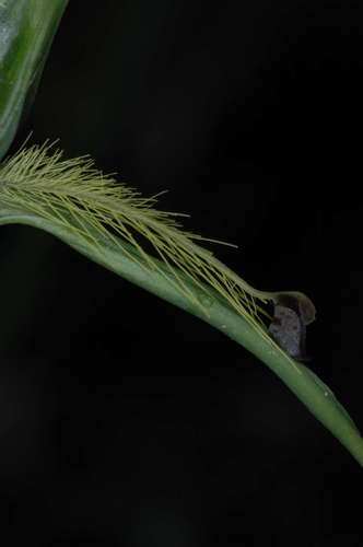 Image of Pterostylis plumosa by (c) Chris Lindorff, some rights reserved (CC BY)