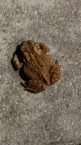 American Toad
