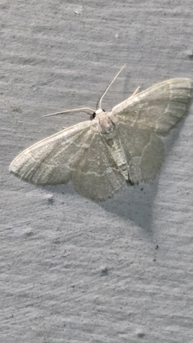 Thin-lined Emerald