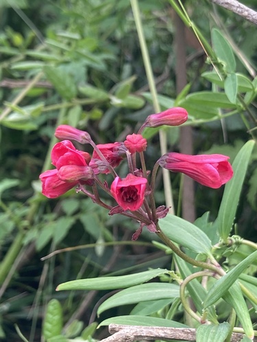 Bomarea salsilla