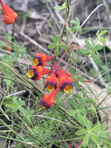 Tropaeolum tricolor, photograph 1