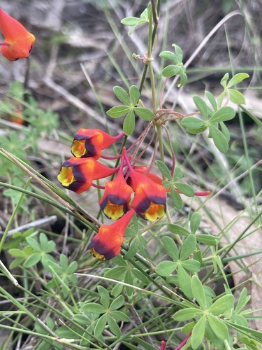 Tropaeolum tricolor, photograph 2