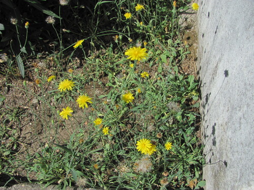 Reichardia picroides, photograph 2