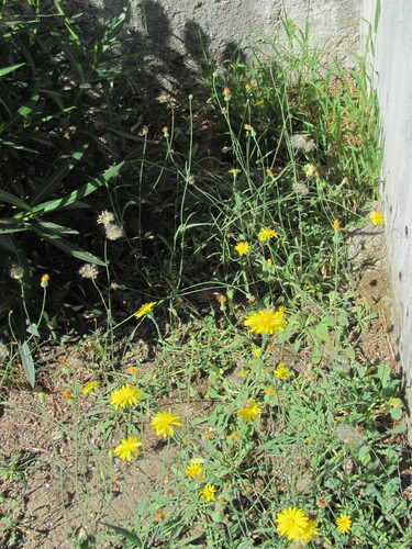 Reichardia picroides, photograph 1