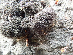 Pseudephebe pubescens