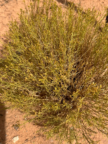 Roundleaf Snakeweed
