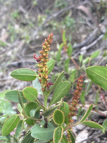 Tropaeolum tricolor, photograph 3