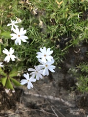 Phlox subulata
