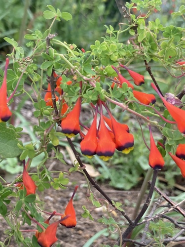 Tropaeolum tricolor, photograph 4
