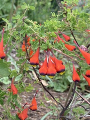 (c) Pilar Navarro Diaz, some rights reserved (CC BY) Tropaeolum tricolor, photograph (c) Pilar Navarro Diaz, some rights reserved (CC BY)