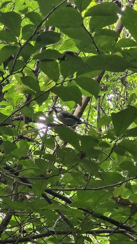 Asian Tit