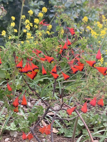 Tropaeolum tricolor, photograph 5