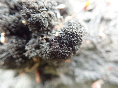 Pseudephebe pubescens