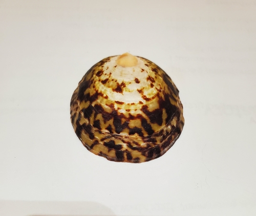 Cellana testudinaria observed 2026-07-08