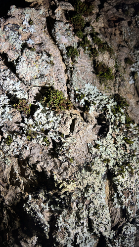 Ulota crispa observed 2026-09-24