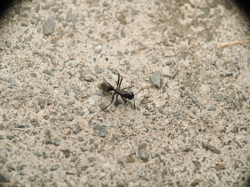 Japanese Carpenter Ant