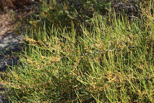 Acacia granitica observed 2026-09-25