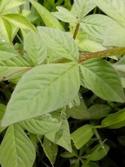 Cleome rutidosperma
