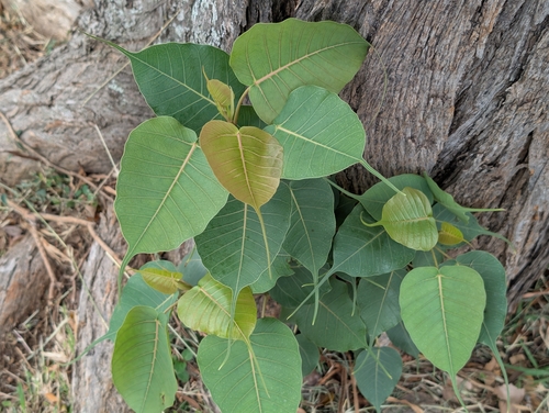 Ficus, 2026-09-24