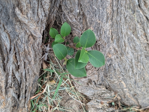 Ficus, 2026-09-24
