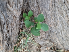 Ficus microcarpa
