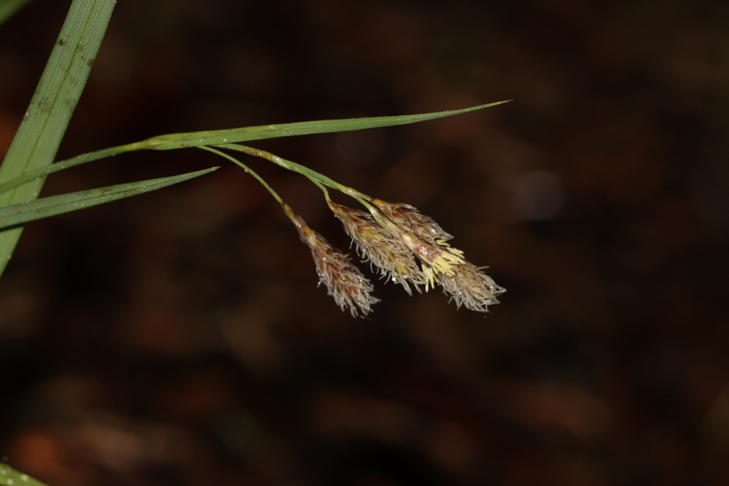 Carex atratiformis; photograph (c) Dustin Snider, some rights reserved (CC BY)