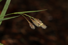 Carex atratiformis