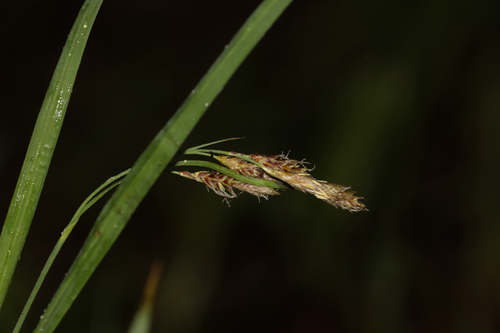 Carex atratiformis, photograph 2
