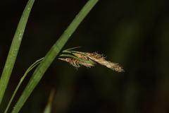 (c) Dustin Snider, some rights reserved (CC BY) Carex atratiformis, photograph (c) Dustin Snider, some rights reserved (CC BY)
