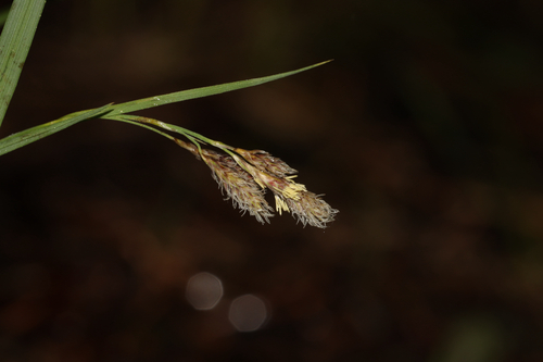 Carex atratiformis, photograph 1