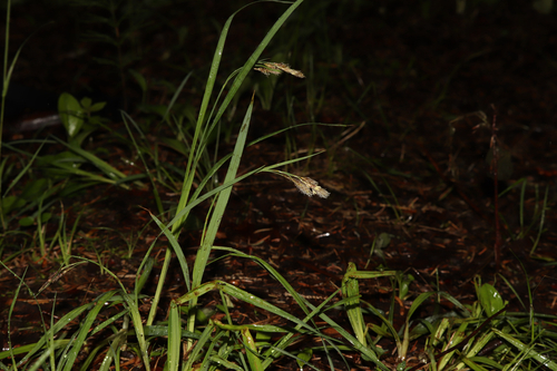 Carex atratiformis, photograph 3