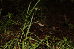 (c) Dustin Snider, some rights reserved (CC BY) Carex atratiformis, photograph (c) Dustin Snider, some rights reserved (CC BY)