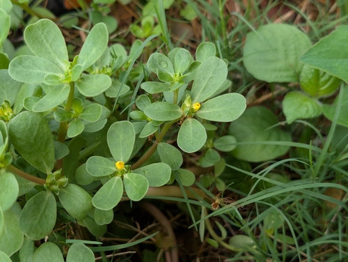 Portulaca oleracea observed 2026-09-24