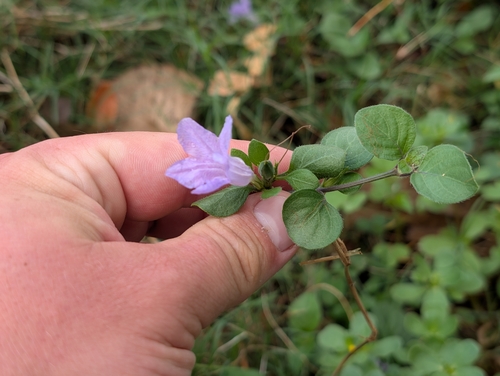 Ruellia prostrata