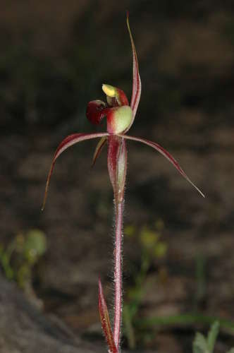 Image of Caladenia clavigera by (c) Chris Lindorff, some rights reserved (CC BY)